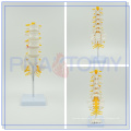 PNT-01212 esqueleto lumbar de alta calidad modelo de vértebras para la venta